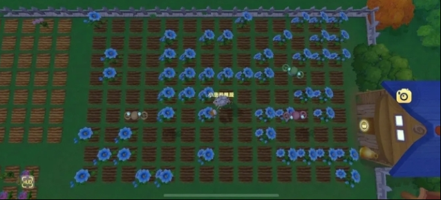 摩尔庄园植物